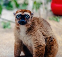 Photo shot of a shy looking lemur © Rolf