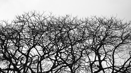 silhouette of a tree