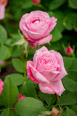 nice roses in the garden