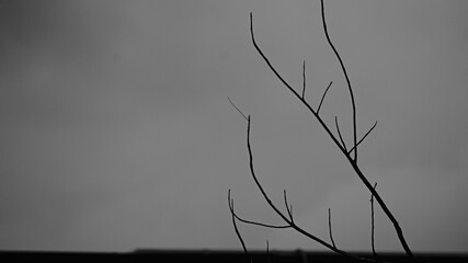 silhouette of a tree