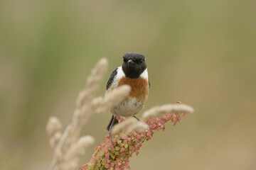 A male stone chat perched on wildflowers