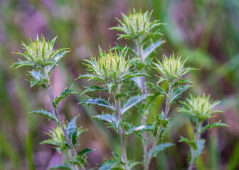 Closeup view of carlina vulgaris aka carline thistle flower buds and foliage growing in the wild isolated on natural background