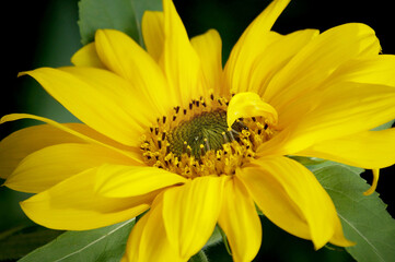 A large yellow sunflower in full bloom