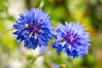 Close-up of two blue cornflower flowers (Centaurea cyanus), also called cyane, from the daisy family (Asteraceae).