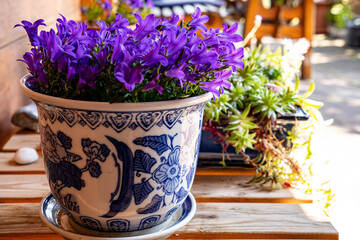 Purple Dalmatian bellflower (Campanula portenschlagiana) in a ceramic planter with saucer in blue and white on a wooden bench. Close-up 