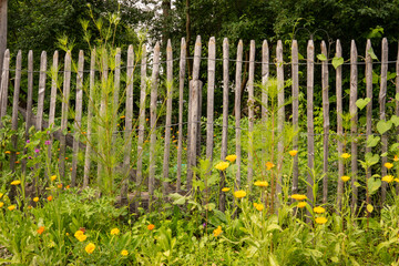 Field marigolds (Calendula) and daisies (Leucanthemum) in the cottage garden surrounded by a...