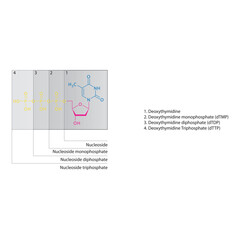Diagram of nucleoside - Deoxythymidine  mono, di and trip phosphate skeletal structure schematic illustration, Nucleoside molecule.