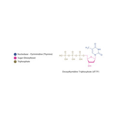 Deoxythymidine Triphosphate (dTTP) skeletal structure schematic illustration, Nucleoside molecule.