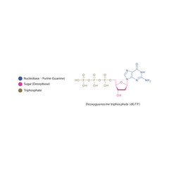 Deoxyguanosine triphosphate (dGTP) skeletal structure schematic illustration, Nucleoside molecule.