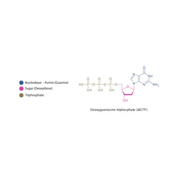 Deoxyguanosine triphosphate (dGTP) skeletal structure schematic illustration, Nucleoside molecule.