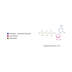 Cytidine triphosphate (CTP) skeletal structure schematic illustration, Nucleoside molecule.