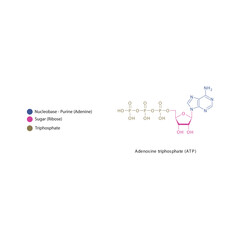Adenosine triphosphate (ATP) skeletal structure schematic illustration, Nucleoside molecule.