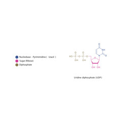 Uridine diphosphate (UDP) skeletal structure schematic illustration, Nucleoside molecule.
