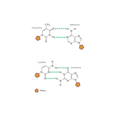 Diagram showing hydrogen bonds between DNA nitrogenous bases - Cytidine, Guanosine, Adenosine, Thymidine. simple schematic illustration.