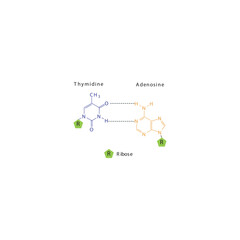 Diagram showing hydrogen bonds between DNA nitrogenous bases - Thymidine and Adenosine, simple schematic illustration.