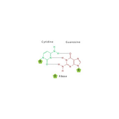 Diagram showing hydrogen bonds between DNA nitrogenous bases - Cytidine and Guanosine, simple schematic illustration.