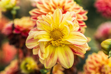 Close up of a red and yellow dahlia flower in bloom.