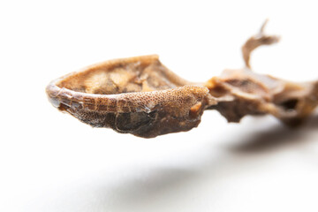 Super macro of a dead house lizard isolated on white background.