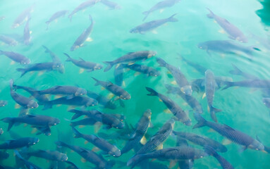 There are many Japanese carp fish swimming in the water. Fish farm. The pond is teeming with a school of large fish.