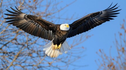 Obraz premium American Bald Eagle (Haliaeetus leucocephalus)