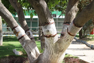 Fototapeta premium In Multan, Pakistan, trees are painted white under the trunk to protect them from disease. and is closed with an envelope between the stems. Diseases of trees. Beautiful 4k Footage.
