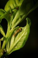 bug on green leaf in the wild nature. macro. A bug life