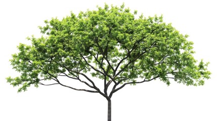 Obraz premium Trees and branches with green branches and leaves