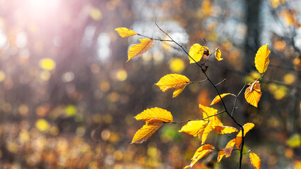 Tree branch with yellow autumn leaves in the forest near the river on a sunny day