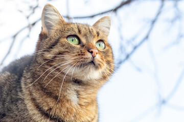 A brown tabby cat looks up intently
