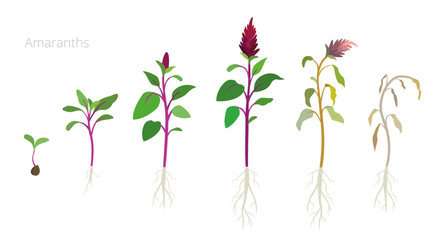 Vector Illustration of Amaranth Growth Stages. Include wilted and dried plants