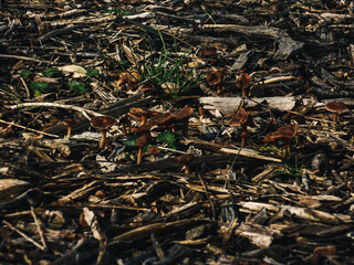 Mushrooms in the park