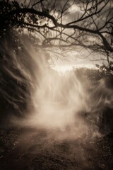 Obraz premium Mysterious foggy pathway under twisted silhouetted branches at twilight in sepia tone