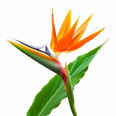Obraz premium Bird of Paradise Tropical Flower Isolated, Strelitzia Bloom, Orange Exotic Bird Head Flower on White
