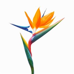 Bird of Paradise Tropical Flower Isolated, Strelitzia Bloom, Orange Exotic Bird Head Flower on White