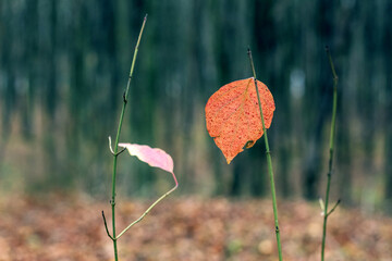 A tree branch in the forest with the last dry orange leaves