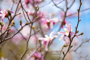 Obraz premium Blooming magnolia in spring. Beautiful buds of pink flowers close-up with blurred space for text.