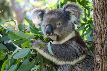 Obraz premium Koala Bear Eating Eucalyptus Leaves in a Tree