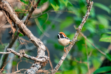 Black-throated bushtit or Aegithalos concinnus in Munsyari, Uttarakhand,India