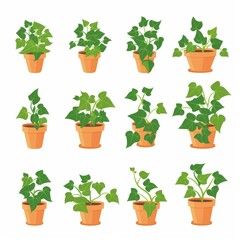 Fototapeta premium English Ivy Pot Plant Icon Set, Hedera Helix Plant Flat Design, Abstract Ivy Symbol, Simple Pot Flowers