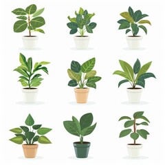 Ficus Pot Plant Icon Set, Ficus Plant Flat Design, Abstract Ficuses Symbol, Simple Pot Flowers Isolated