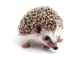 Obraz premium Detailed Shot of a Curious Hedgehog, Endearing Close-Up for Nature Enthusiasts