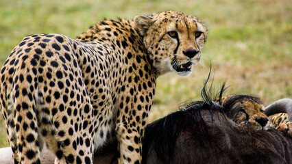 cheetah in the grass