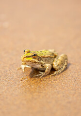 The frog sits on the sand on the shore of the lake. Beautiful wildlife landscape with place for text. The concept of protecting wildlife and ecology.