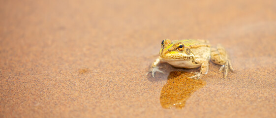 The frog sits on the sand on the shore of the lake. Beautiful wildlife landscape with place for text. The concept of protecting wildlife and ecology.