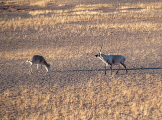 the Tibetan antelope/Pantholops hodgsonii