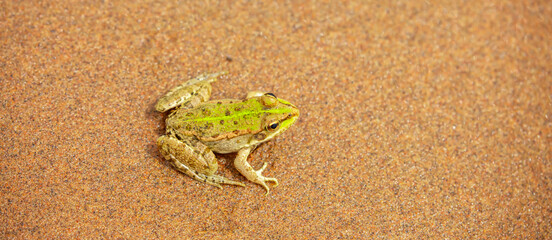 The frog sits on the sand on the shore of the lake. Beautiful wildlife landscape with place for text. The concept of protecting wildlife and ecology.