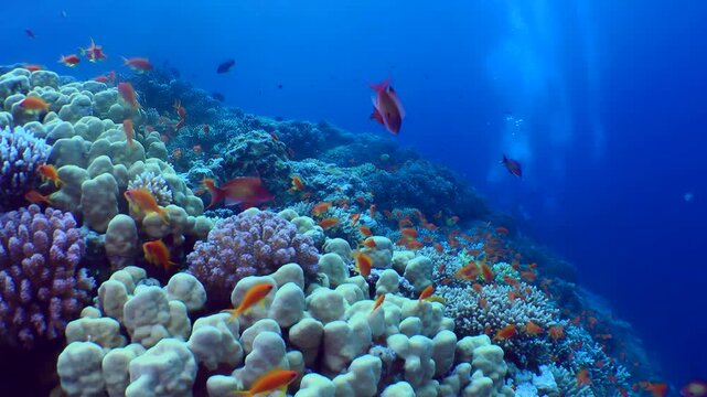 The camera pans along the top edge of a coral reef among vibrant corals and schools of exotic fish.