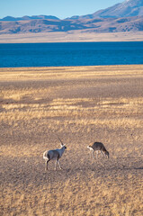the Tibetan antelope/Pantholops hodgsonii