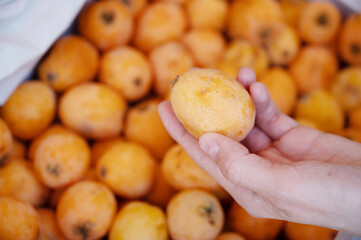 Loquat in a woman hand.