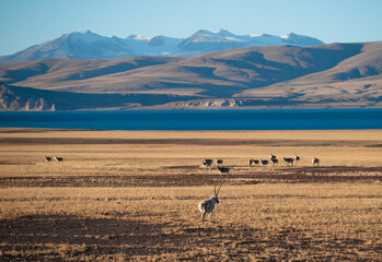 the Tibetan antelope/Pantholops hodgsonii